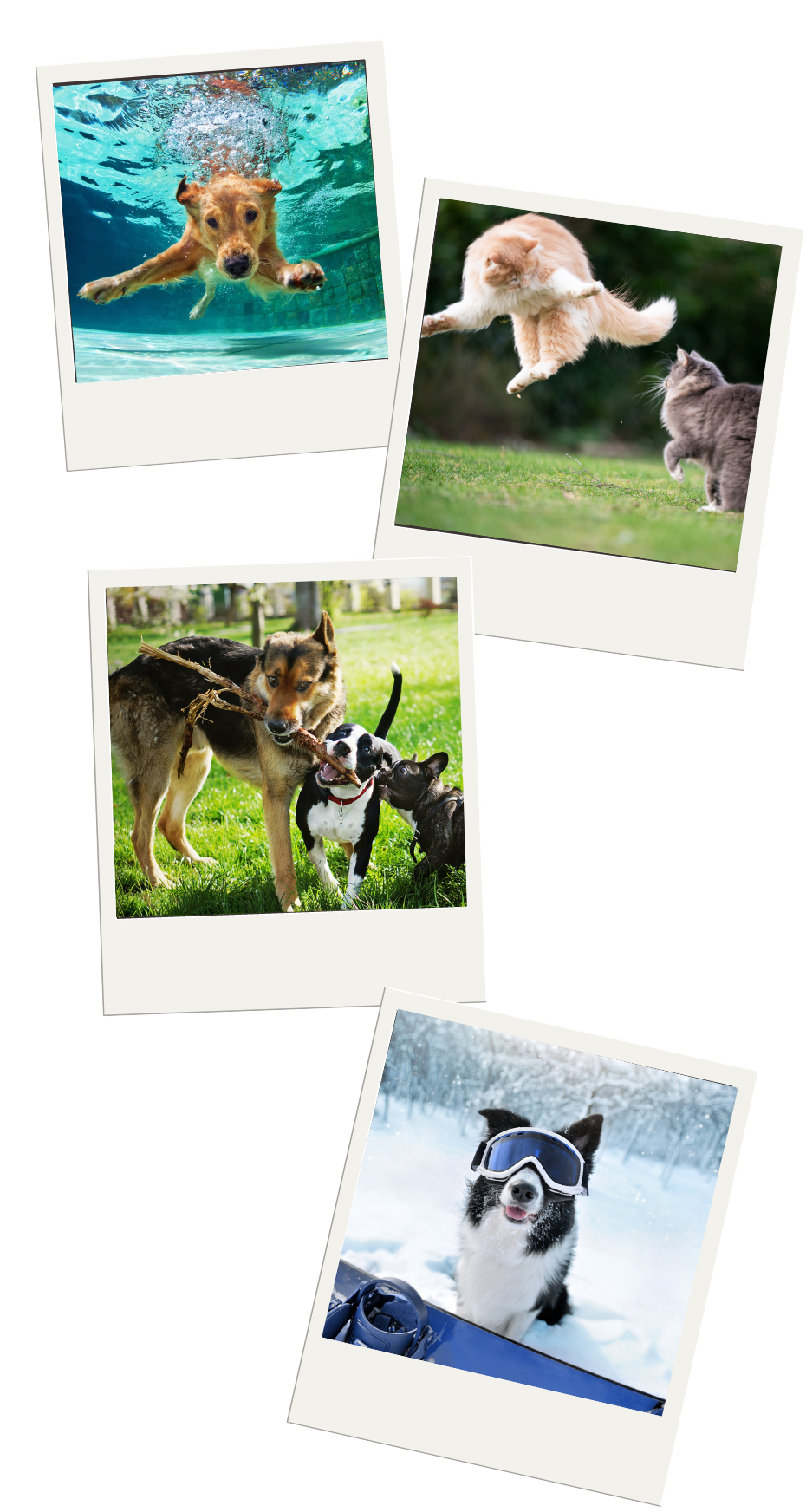 photos of pets