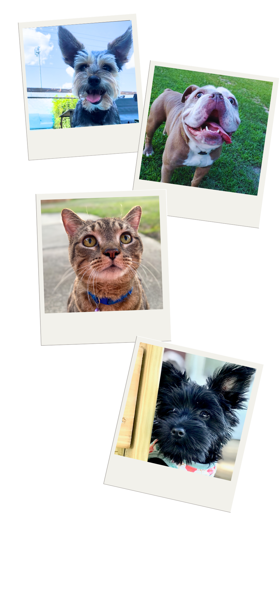 Photo of pets
